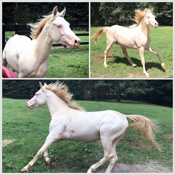 double-dilute-arabian-horse