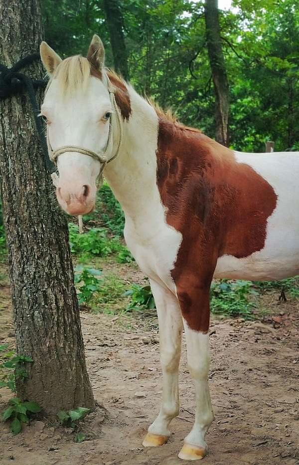 halter-shetland-pony