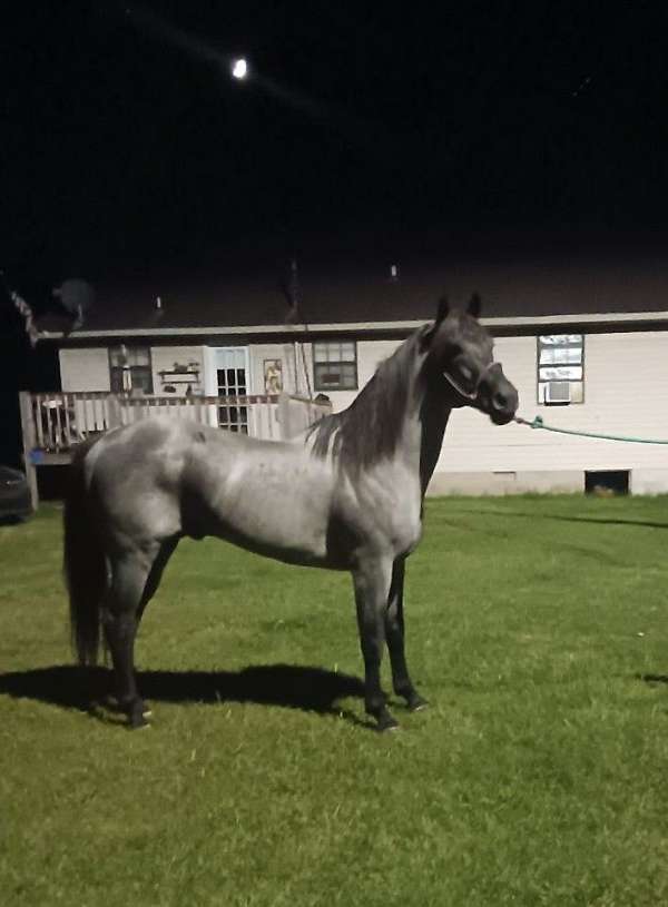 bay-roan-horse-for-sale