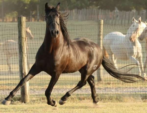 black-with-pearl-gene-horse