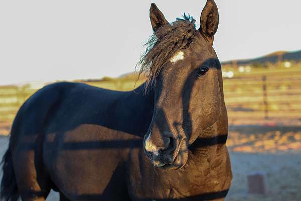 all-around-curly-horse