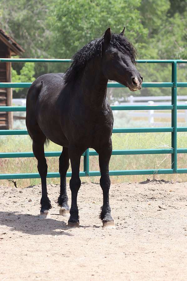 all-around-curly-horse