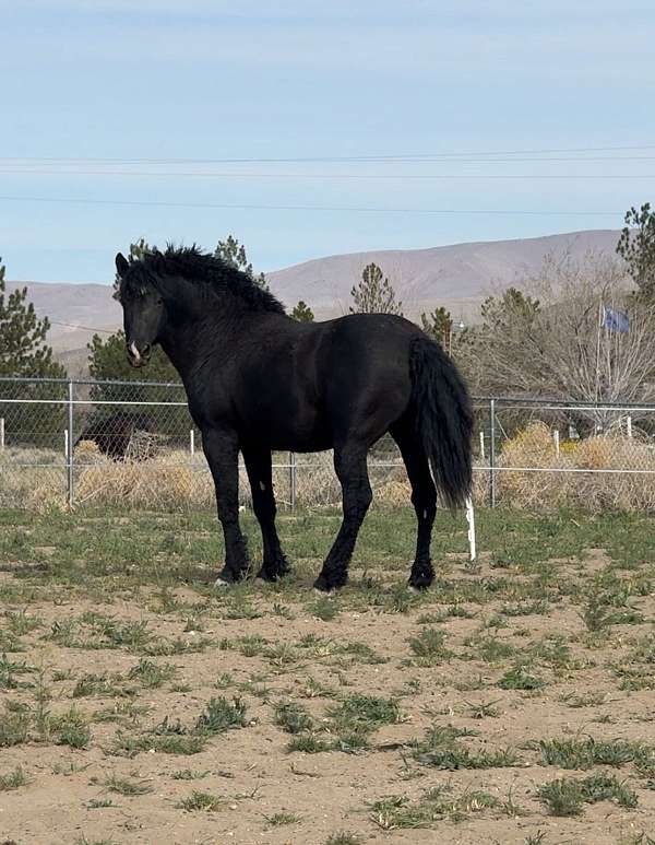all-around-curly-horse
