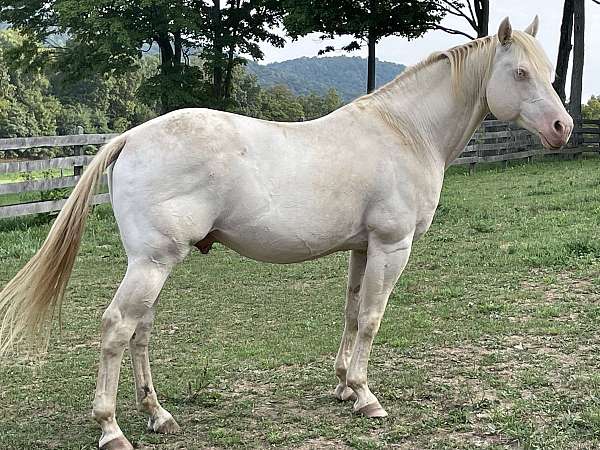 15-hand-perlino-horse