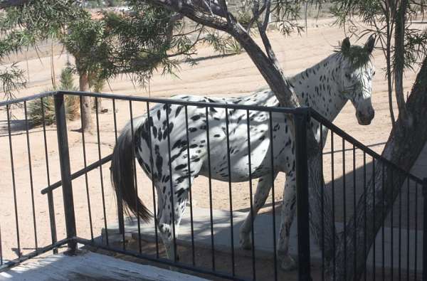 black-leopard-spots-horse