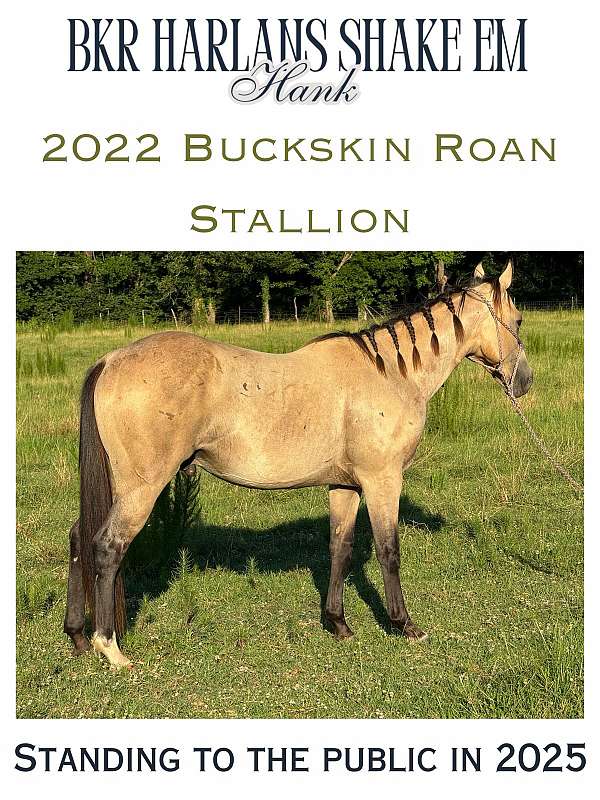 buckskin-roan-horse-for-sale