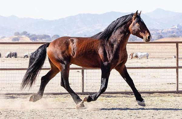 breeding-warmblood-horse