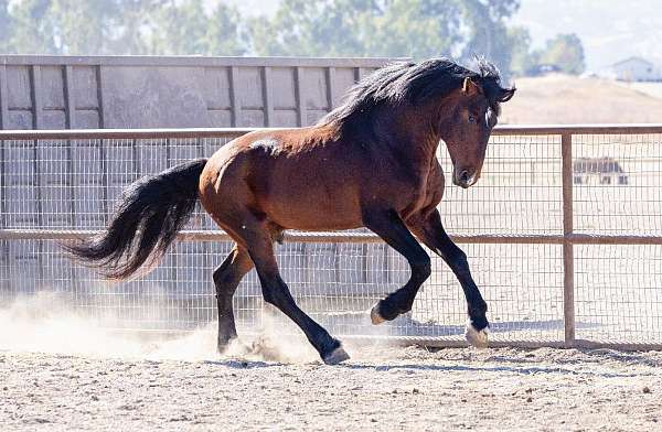 cross-warmblood-horse