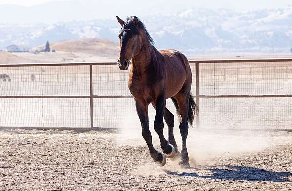 dark-bay-warmblood-horse