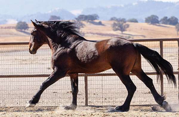 family-warmblood-horse