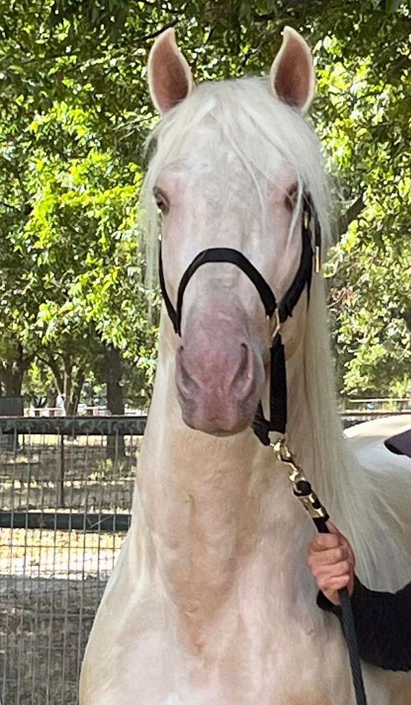 palomino-pearl-dna-verified-horse