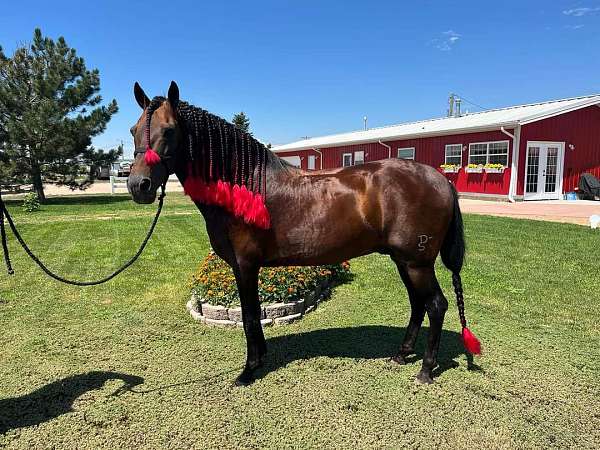 calf-roping-paso-fino-horse