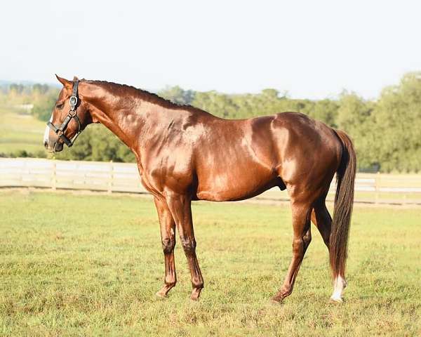 chestnut-dressage-horse