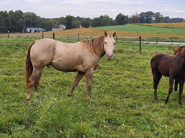 champagne-star-horse