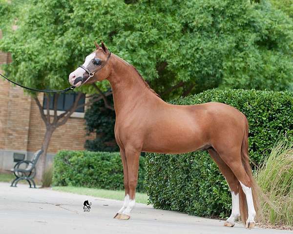 all-around-champion-miniature-horse