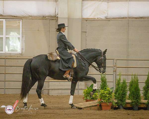 equitation-lusitano-horse