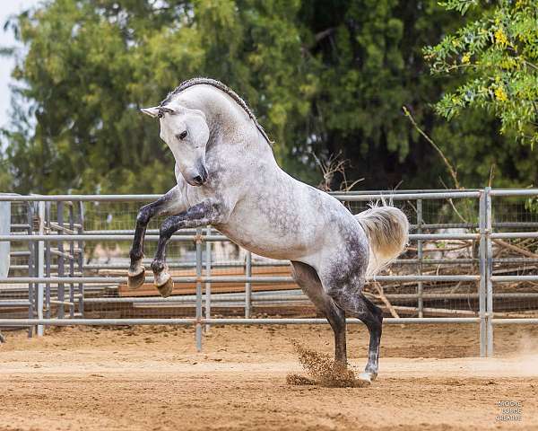 triple-registered-lusitano-horse