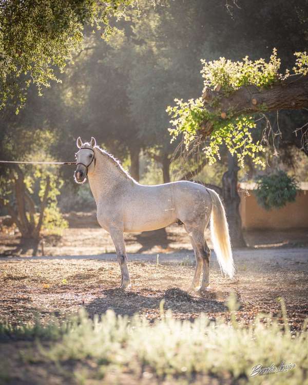 triple-registered-lusitano-horse