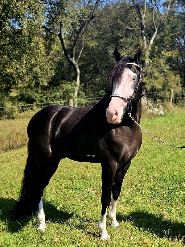 black-overo-horse-for-sale