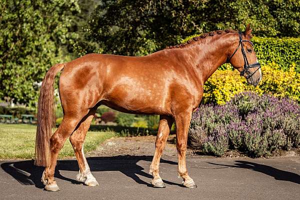 chestnut-eventing-horse