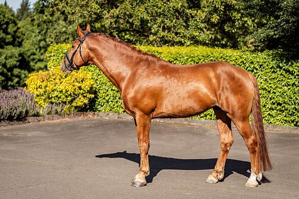 chestnut-field-hunter-horse