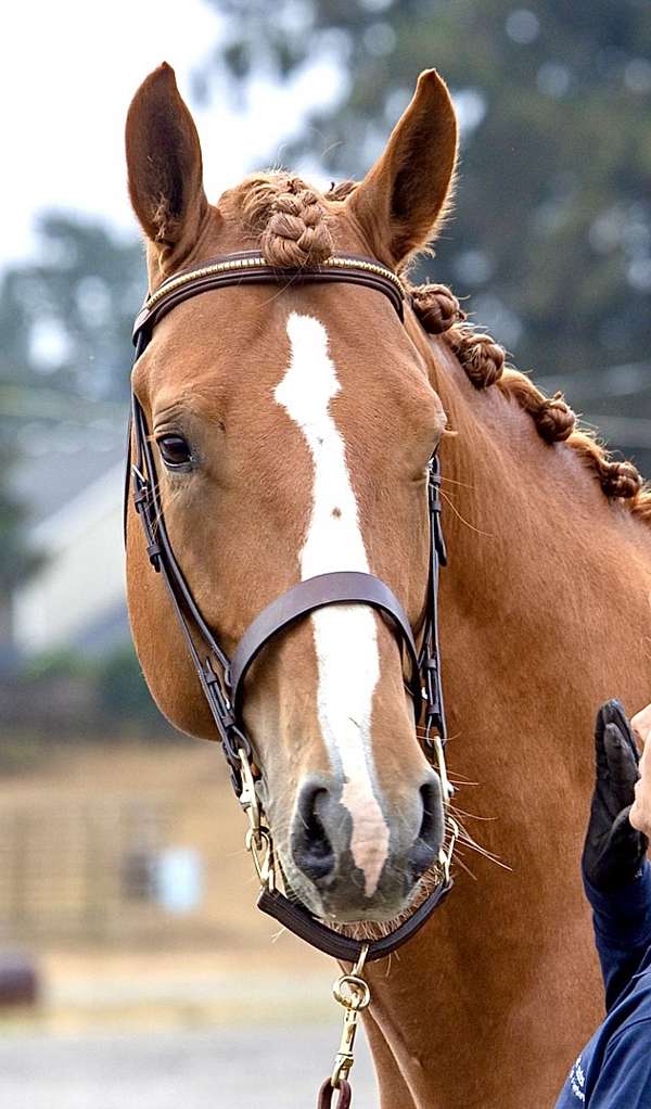 chestnut-fox-hunter-horse