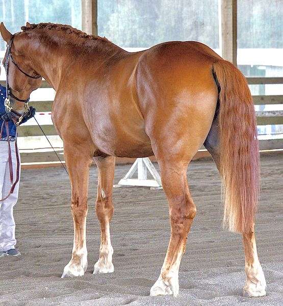 chestnut-jumper-horse