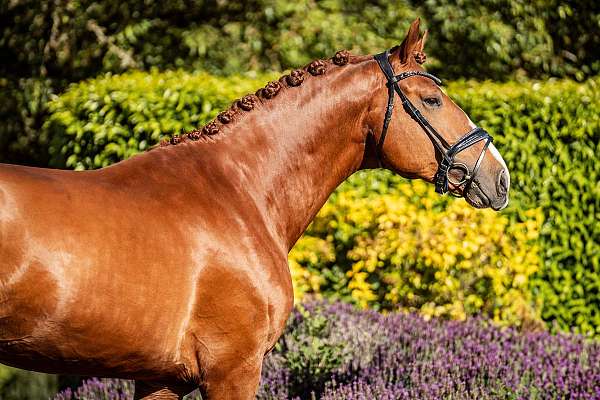 chestnut-hunter-horse