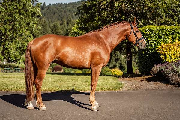 chestnut-trailing-sock-horse