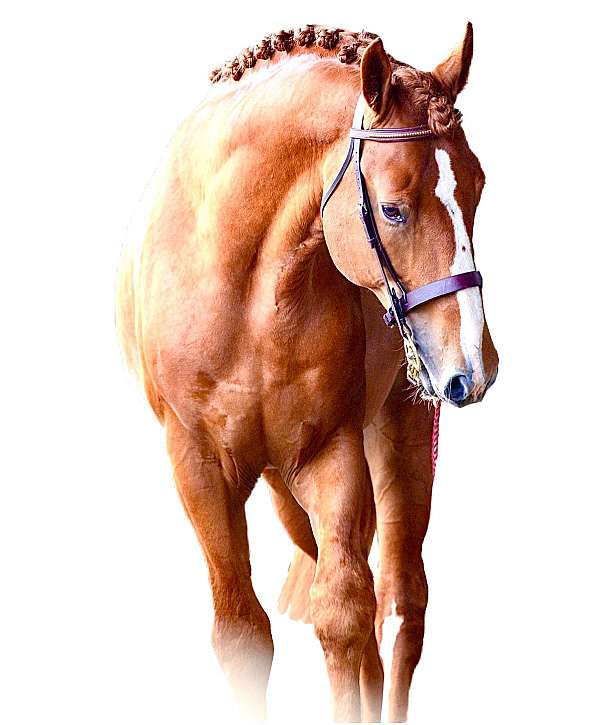 chestnut-performance-horse