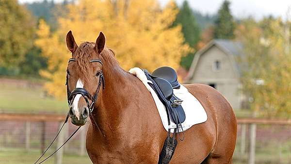 chestnut-hunter-jumper-horse