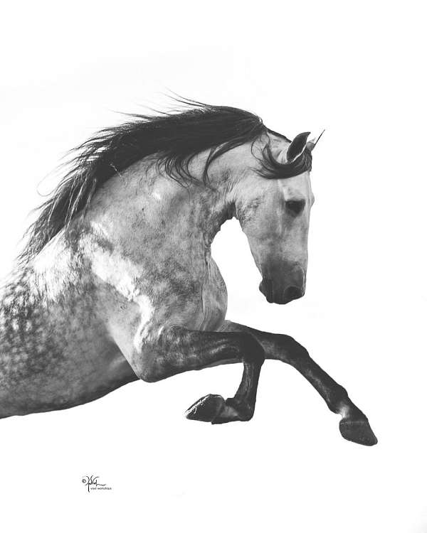 dressage-andalusian-horse