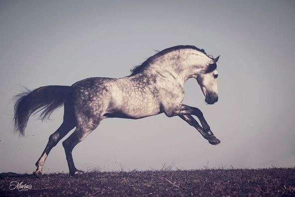 driving-andalusian-horse