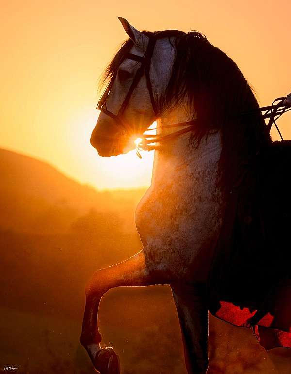 halter-andalusian-horse