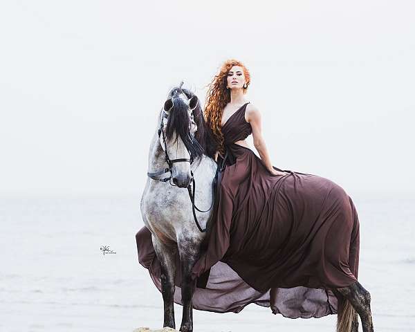 show-winner-andalusian-horse