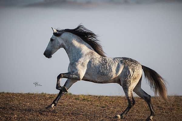 trick-andalusian-horse