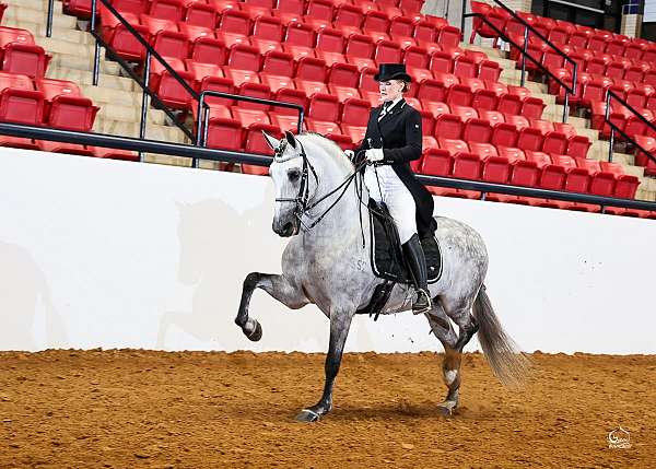 english-pleasure-andalusian-horse