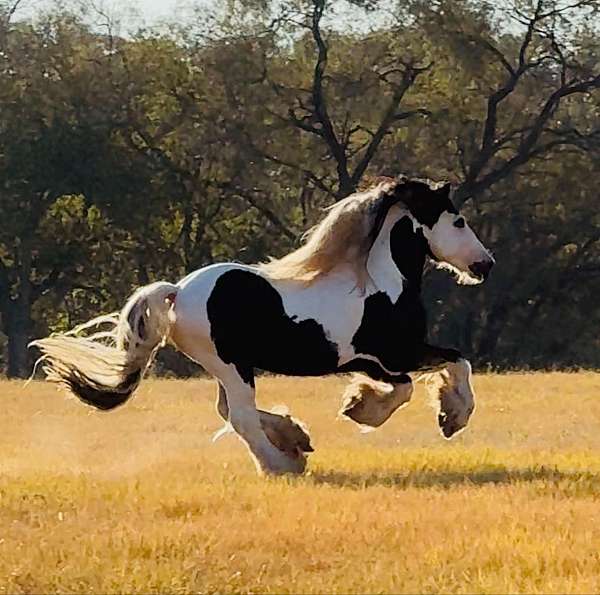 piebald-dressage-horse