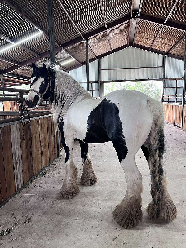 piebald-english-horse