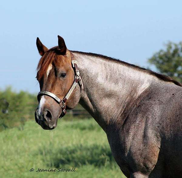 red-roan-snip-horse