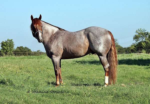 red-roan-both-hind-stockings-horse