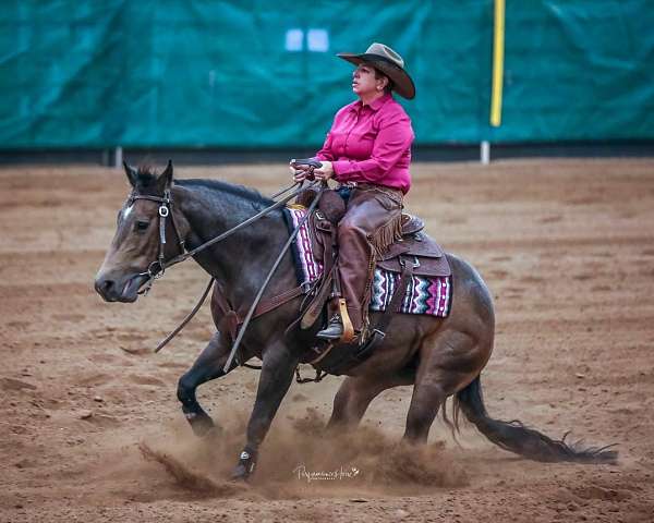 barrel-futurity-stallion