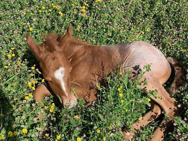 barrel-horse-futurity-stallion