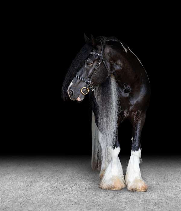 black-white-pony