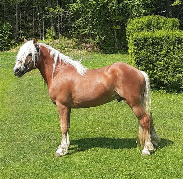 haflinger-stallion