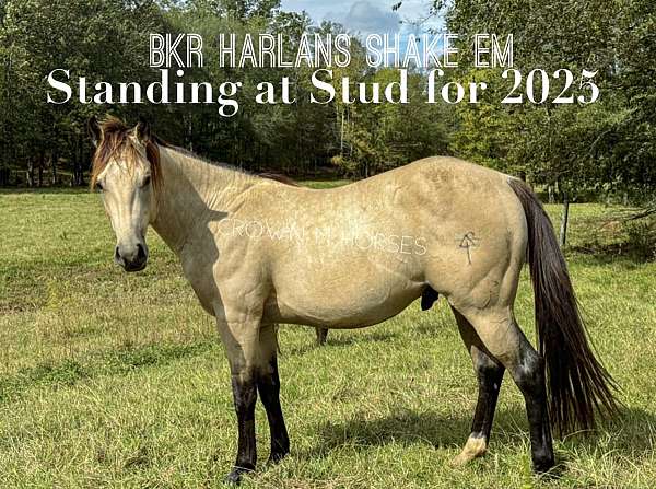 buckskin-roan-horse-for-sale