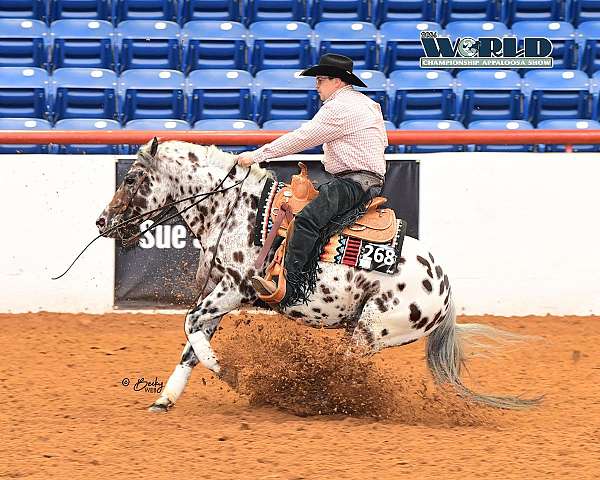 heel-appaloosa-horse