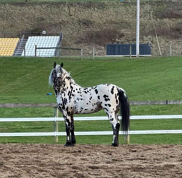 pleasure-friesian-horse