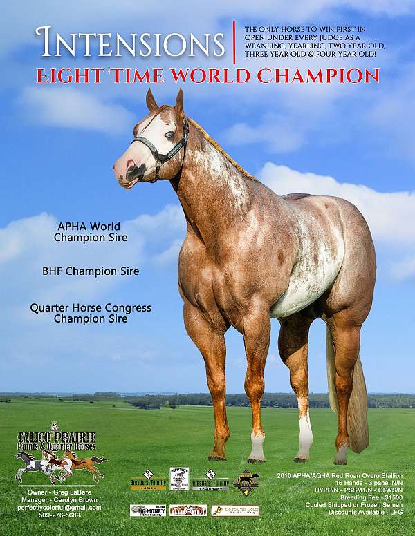 red-roan-overo-horse