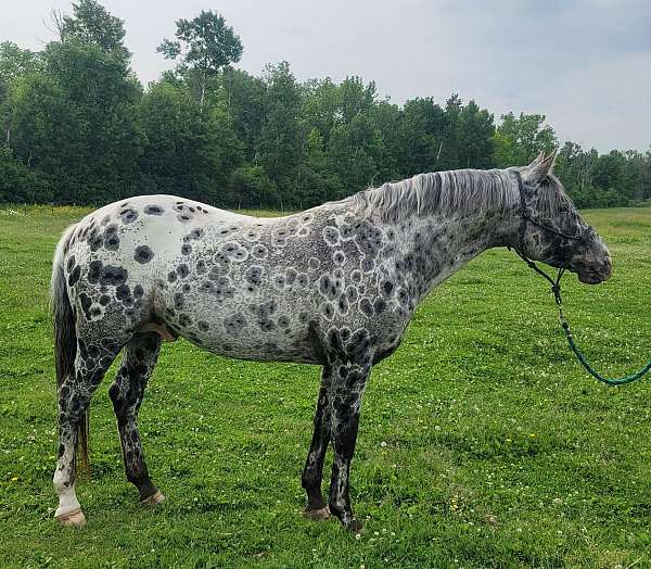 penning-appaloosa-horse